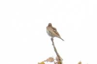 Anthus trivialis