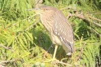 Nycticorax nycticorax