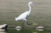 Egretta garzetta