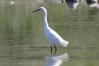 Egretta garzetta