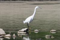 Egretta garzetta