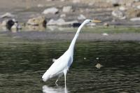 Ardea alba