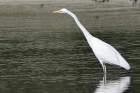 Ardea alba