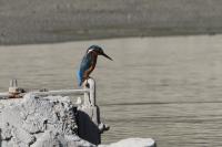 Alcedo atthis
