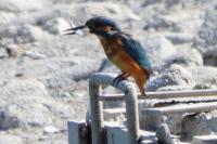 Alcedo atthis