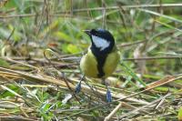 Parus major