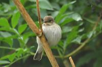 Ficedula hypoleuca