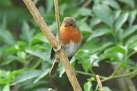 Erithacus rubecula
