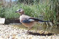 Garrulus glandarius