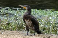Phalacrocorax carbo