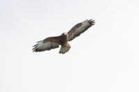 Buteo buteo