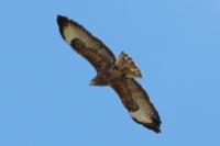 Buteo buteo