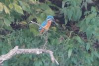 Alcedo atthis