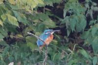 Alcedo atthis