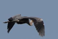 Ardea cinerea