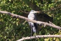 Ardea cinerea