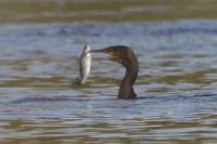 Phalacrocorax carbo