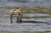 Phalacrocorax carbo