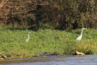 Ardea alba