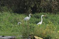 Ardea alba