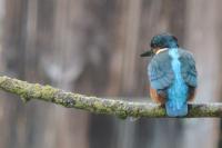Alcedo atthis