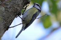 Cyanistes caeruleus