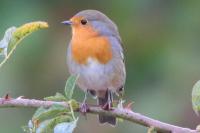 Erithacus rubecula