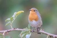 Erithacus rubecula