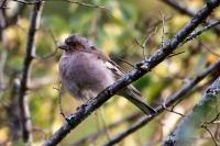 Fringilla coelebs