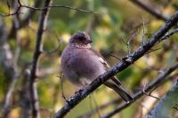Fringilla coelebs