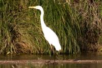 Ardea alba