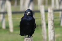 Corvus frugilegus