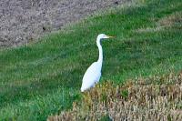 Ardea alba
