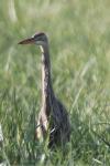 Ardea purpurea