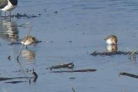 Calidris alpina