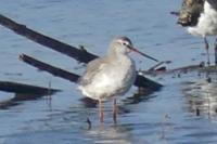 Tringa erythropus