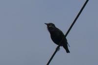 Sturnus vulgaris