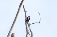 Dendrocopos major