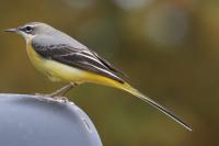 Motacilla cinerea