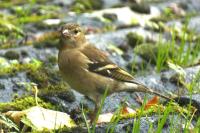 Fringilla coelebs