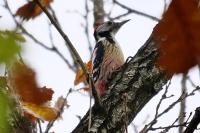 Dendrocopos medius