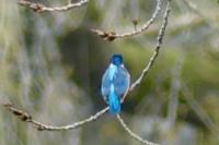 Alcedo atthis