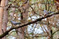 Columba oenas