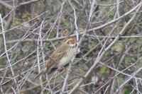 Emberiza schoeniclus