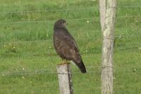 Buteo buteo