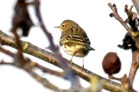 Anthus pratensis