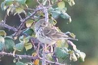 Anthus pratensis