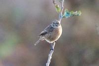 Saxicola rubicola