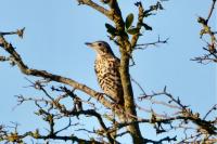 Turdus viscivorus