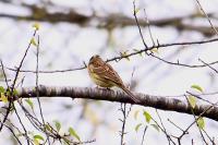 Emberiza cirlus